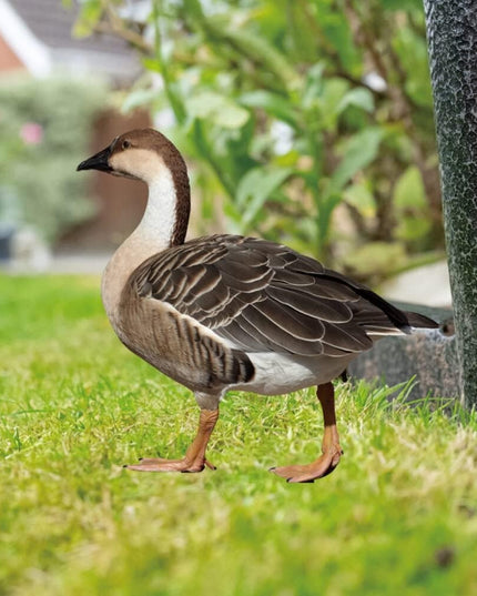 Decoratiune de Gradina, Model Gasca Salbatica, Tip Placa, Grosime , Fata-Verso