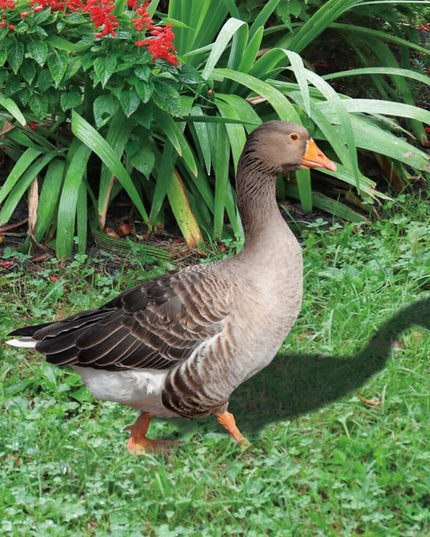 Decoratiune de Gradina, Model Gasca Salbatica, Tip Placa, Grosime , Fata-Verso