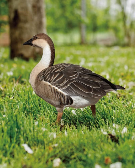 Decoratiune de Gradina, Model Gasca Salbatica, Tip Placa, Grosime , Fata-Verso