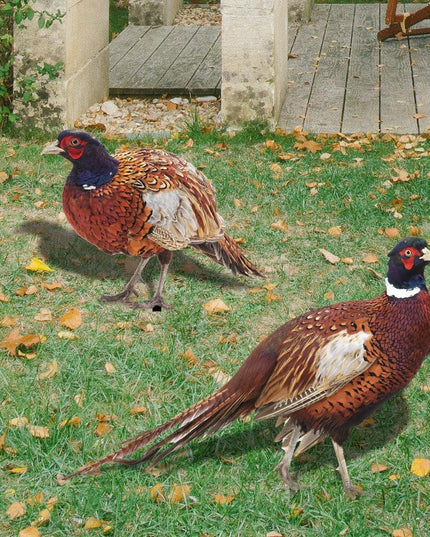 2 Decoratiuni de Gradina, Model Fazani, Tip Placa, Grosime , Fata-Verso