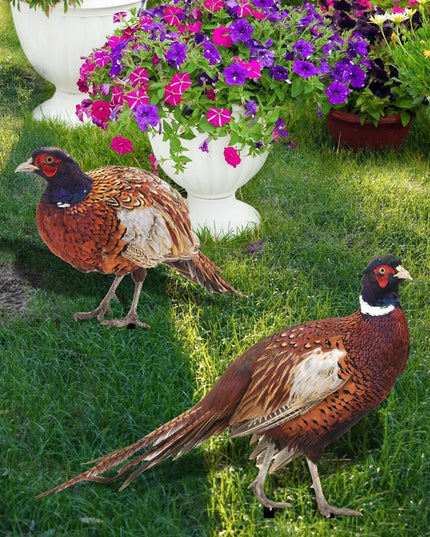 2 Decoratiuni de Gradina, Model Fazani, Tip Placa, Grosime , Fata-Verso