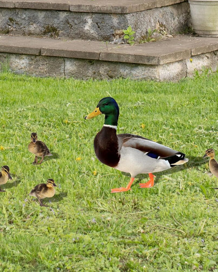 2 Decoratiuni de Gradina, Model Rata, Tip Placa, Grosime , Fata-Verso