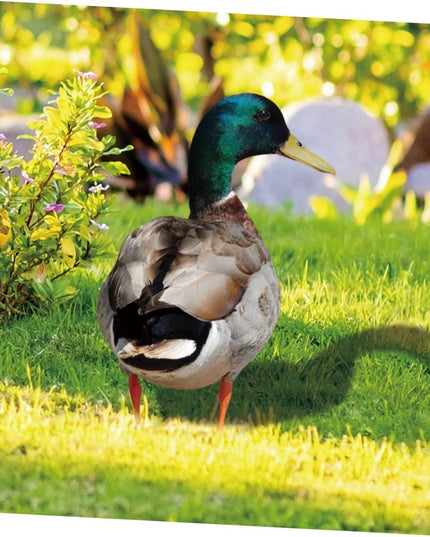 2 Decoratiuni de Gradina, Model Rata, Tip Placa, Grosime , Fata-Verso